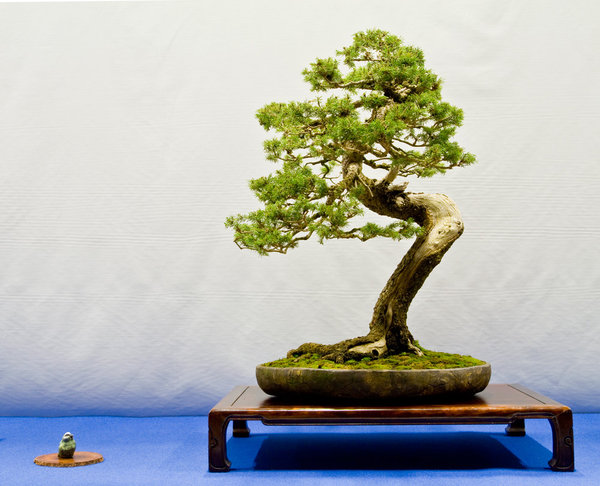 Picea abies<br />Gemeine Fichte<br />Walter Pall (DE)<br />Schale: Walter Venne