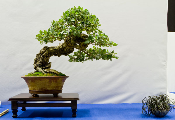 Quercus suber<br />Korkeiche<br />Van de Ven - van Deuren (BE)