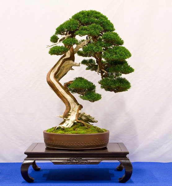 Juniperus chinensis 'itoigawa'<br />Chinesischer Wacholder<br />Tomasz Kovsca (SL)<br />Schale: Japan