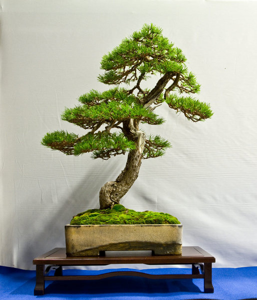 Pinus mugo<br />Bergkiefer<br />Mario Pavone (IT)<br />Schale: Japan