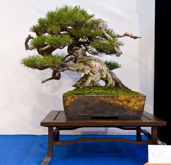 Pinus mugo<br />Bergkiefer<br />Enzo Ferrari (CH)<br />Schale: Dan Barton