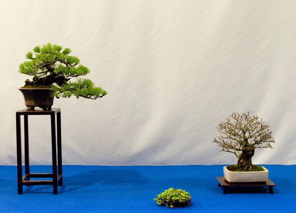 Pinus parfiflora<br />Mädchenkiefer<br />Peter Marti (CH)