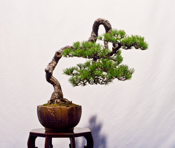 Pinus densiflora<br />Japanische Rotkiefer<br />Marc Bauwens (BE)<br />Schale: Japan