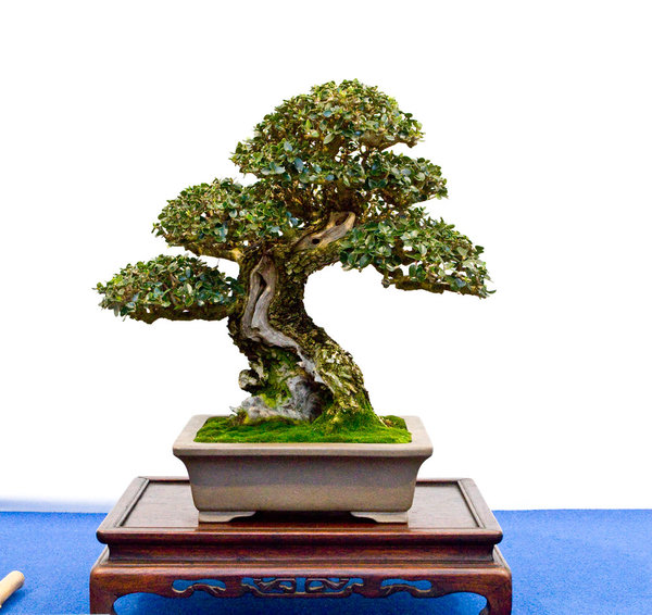 Olea sylvestris<br />Wilde Olive<br />German Gomez Soler (ES)