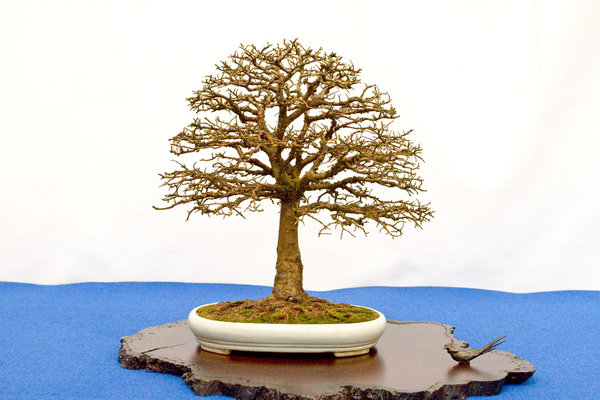 Ulmus parviflora<br />Chinesische Ulme<br />Bruno Wijman (UK)