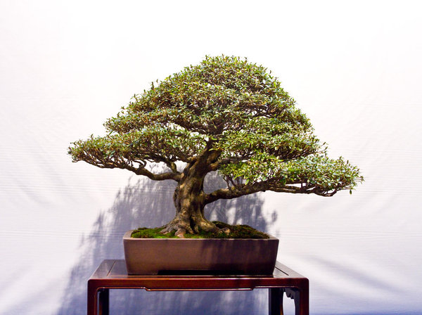 Rhododendron indicum<br />Azalee<br />Peter van Brussel (BE)<br />Schale: China