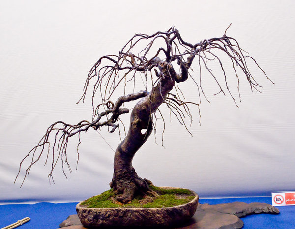 Betula nigra<br />Schwarzbirke<br />Bram de Visser (NL)<br />Schale: Sanne Oppelar