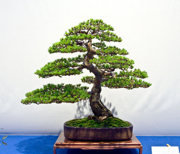 Pinus sylvestris<br />Waldkiefer<br />Chrissie Leigh Walker (UK)<br />Schale: Bryan Albright