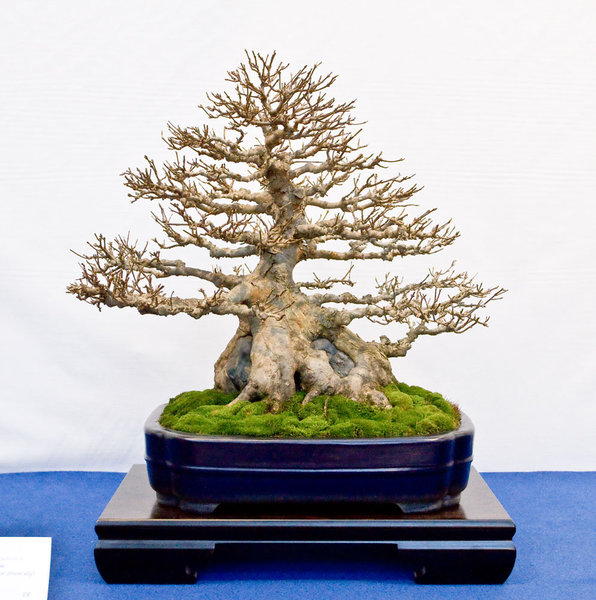 Acer buergerianum<br />Dreispitz-Ahorn<br />Jörg Derlien (DE)<br />Schale: Tokoname