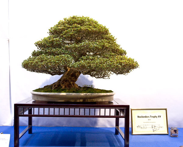 Rhododendron indicum<br />Azalee<br />Udo Fischer (DE)<br />Schale: Tokoname<br />NOMINIERUNG