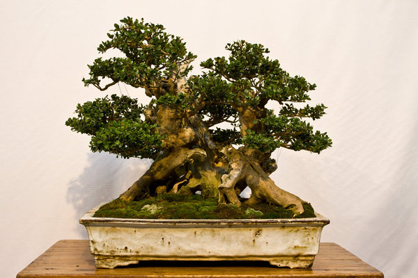 Buxus<br />Buchsbaum<br />Enzo Ferrari (CH)<br />Schale: China antik