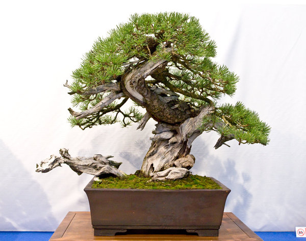 Pinus mugo<br />Bergkiefer<br />Walter Pall (DE)<br />Schale: Derek Aspinal / Walter Pall