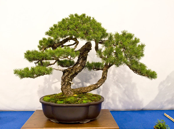 Pinus sylvestris<br />Waldkiefer<br />Gaby Becker (FR)