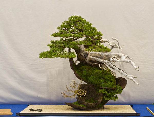 Pinus mugo<br />Bergkiefer<br />Christian Vos (BE)<br />Schale: Noelanders Schaal<br />BESTER BAUM EINES BAB-MITGLIEDES