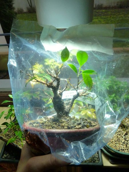 Ficus.jpg