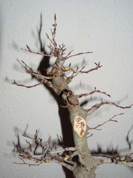 mit dünnen Ästchen neu aufbauen..