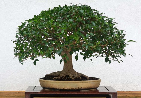 Ficus retusa 2014.jpg