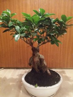 Baum Front