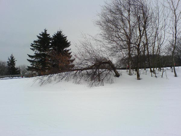 Baum vom Kreuzberg in der Rhön