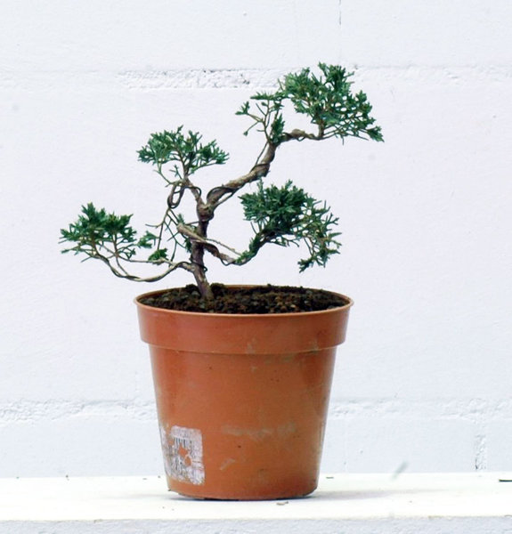 Junip-Rocky-0112.jpg