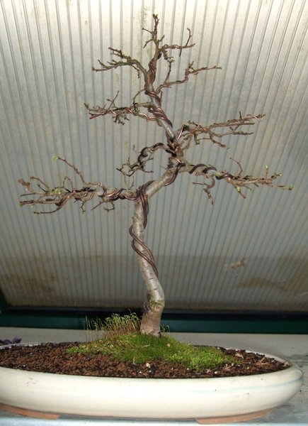 Stecklingsulme klein Moyogi ca 2009.jpg (117.03 KiB) 3186 mal betrachtet ca 2009