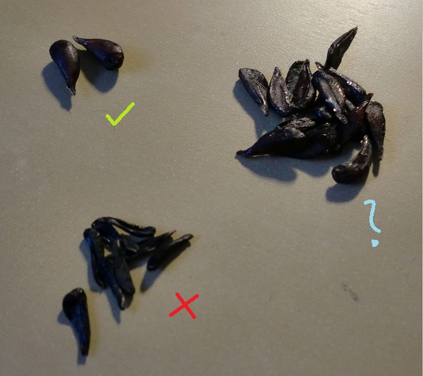 Die Ausbeute aus 3 Früchten