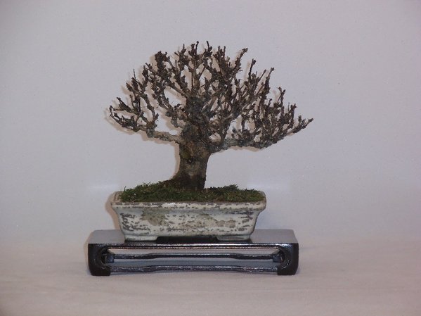Berberitze NT 2014