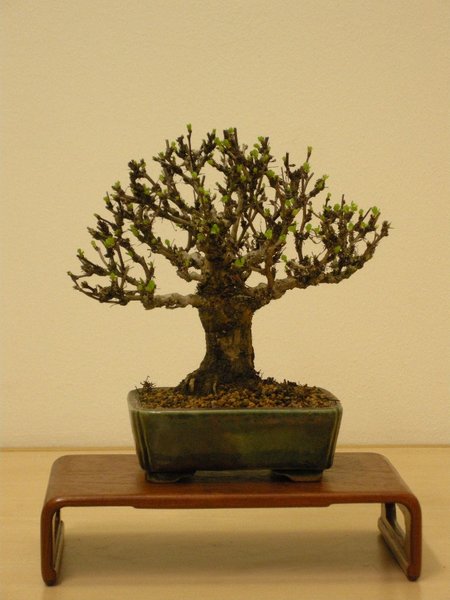 Berberitze Shohin, Schale Isso