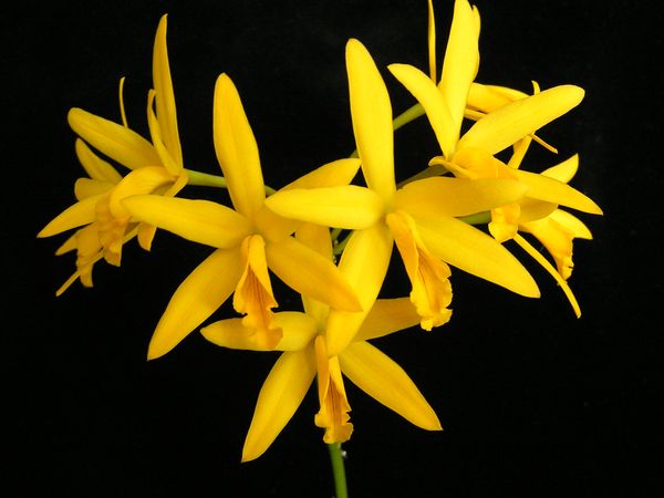 Laelia.jpg