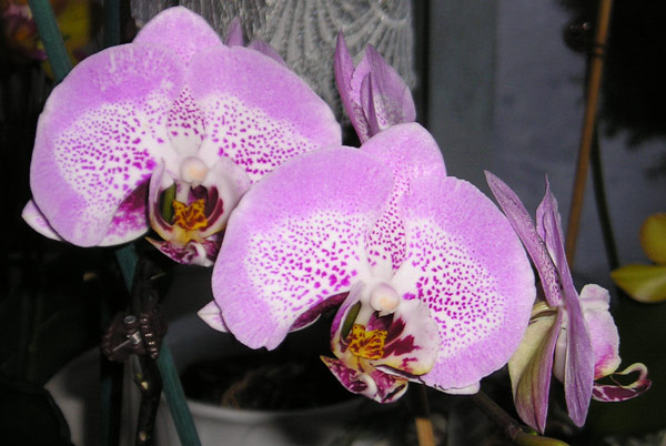 Phalenopsis05.jpg