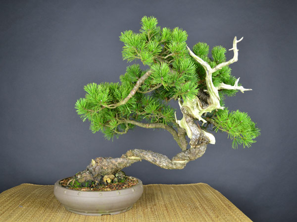 Blizzard-mugo-007bear-web.jpg