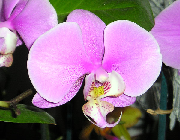 Phalenopsis03.jpg