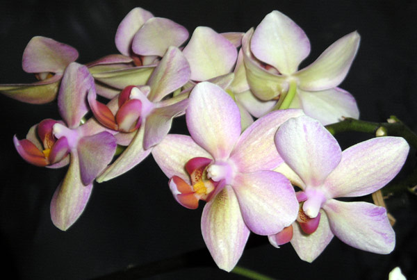 Phalenopsis02.jpg