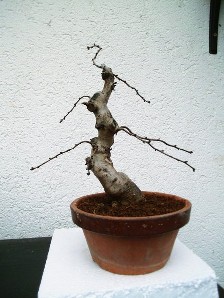 Rückseite