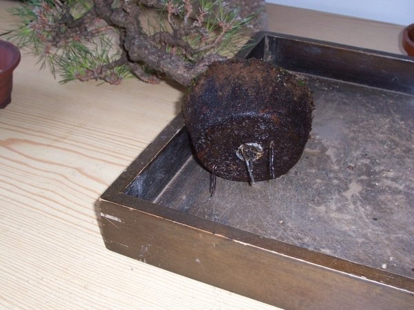 2. steinharter Wurzelballen.jpg