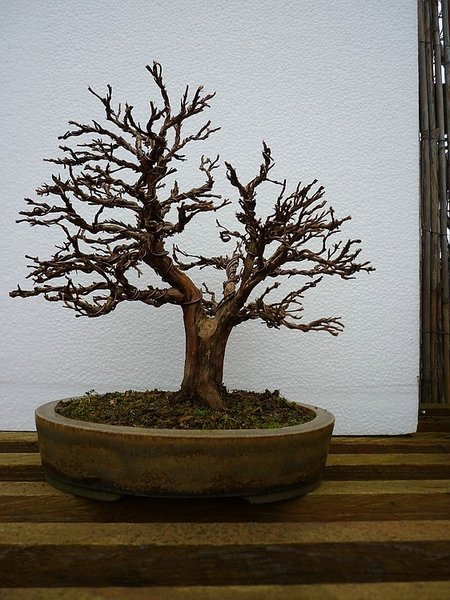 comp_P1010299.jpg