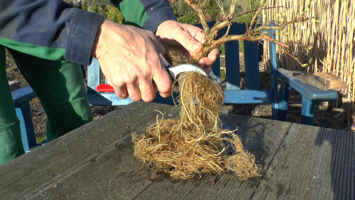 Detlef Römisch Bonsai Duftheckenkirsche3.jpg
