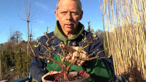 Detlef Römisch Bonsai Duftheckenkirsche5.jpg