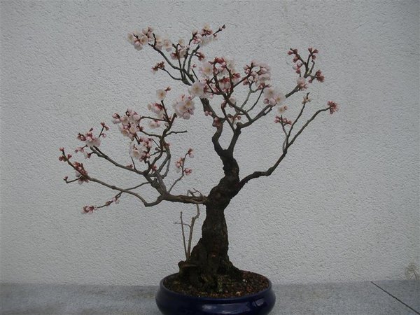 17.2.14 noch nicht alle Blüten sind auf
