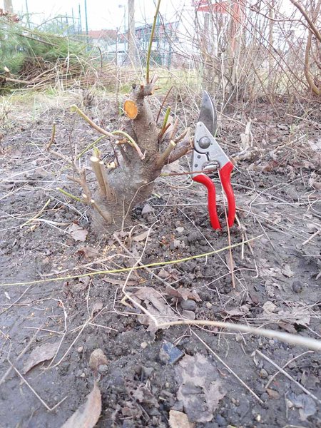 Mirabelle<br />(Die sah vor ein paar Jahren wie die Carpinus coreana aus)