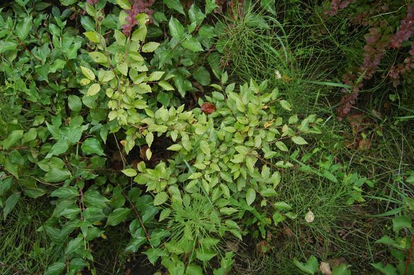 Carpinus coreana vorher<br />Hab leider nur das Sommerbild