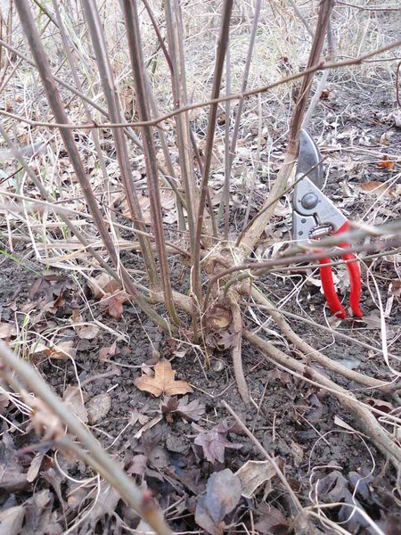 Euonymus europaeus<br />Vorher