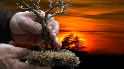 Detlef Römisch Bonsai Forsythia 1 klein.jpg