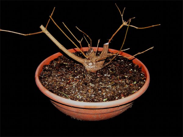 XIIa-small.jpg
