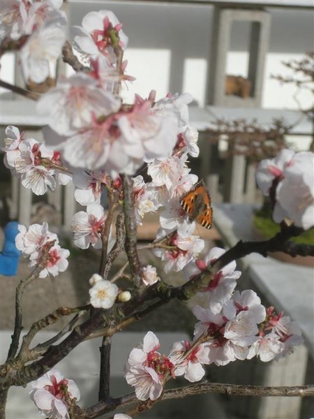 24.2.14 Schmetterling.JPG