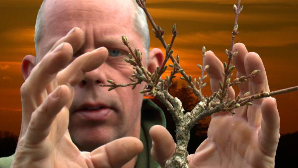 Bonsai Forsythia 1 Detlef Römisch.jpg