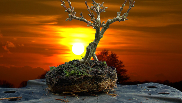 Bonsai Forsythia 5 Detlef Römisch.jpg
