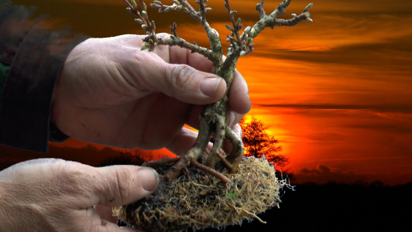 Bonsai Forsythia 9 Detlef Römisch.jpg