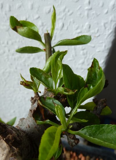 2014-02-25_Malus Zumi01.jpg