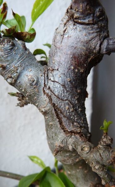 2014-02-25_Malus Zumi03.jpg